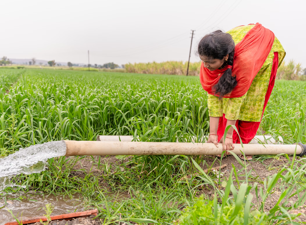 호스-사용하여-논에-물-넣는-여자-사진