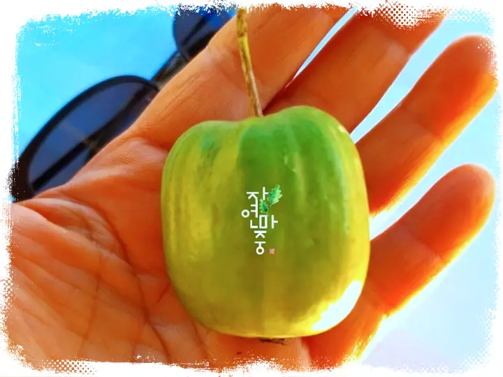 생방송오늘저녁 [유기농 토종다래, 토종다래 쨈, 토종다래 비누, 인터넷 전화 택배 주문 및 강원도 횡성 농장 체험]