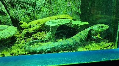 아쿠아 플라넷 제주