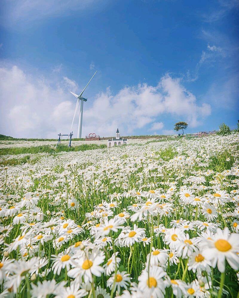 생생정보 2315회 장PD의 AI 여행기 평창여행 황태구이, 황태해장국 맛집 오대산서울식당, 평창올림픽시장, 메밀촌 수수부꾸미전문, 육마지기, 대관령 삼양라운드힐 (양몰이 개 공연)