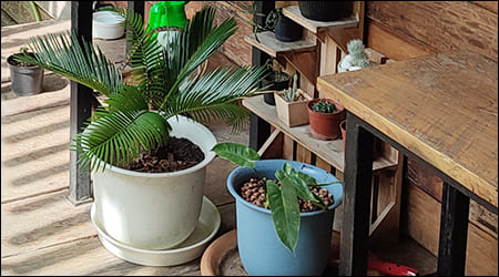 작은 아레카 야자 화분