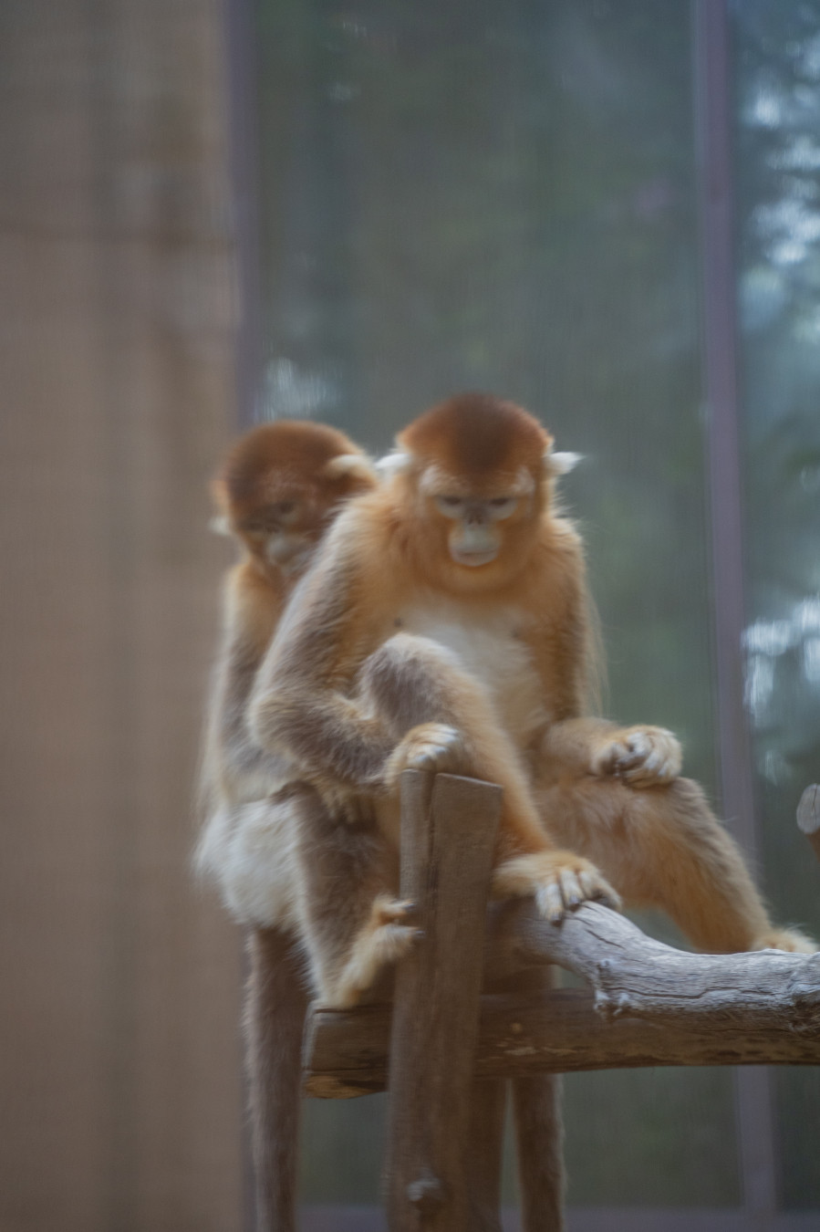 에버랜드 판다월드 황금원숭이