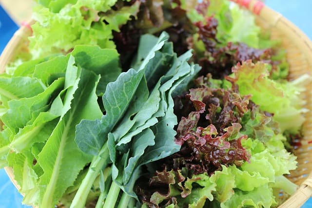 🥬 상추를 오래 신선하게 보관하는 방법 – 키친타월 보관법부터 실온 관리까지