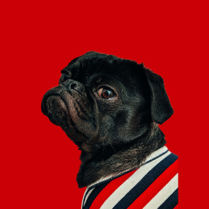 옷 입은 퍼그 이미지