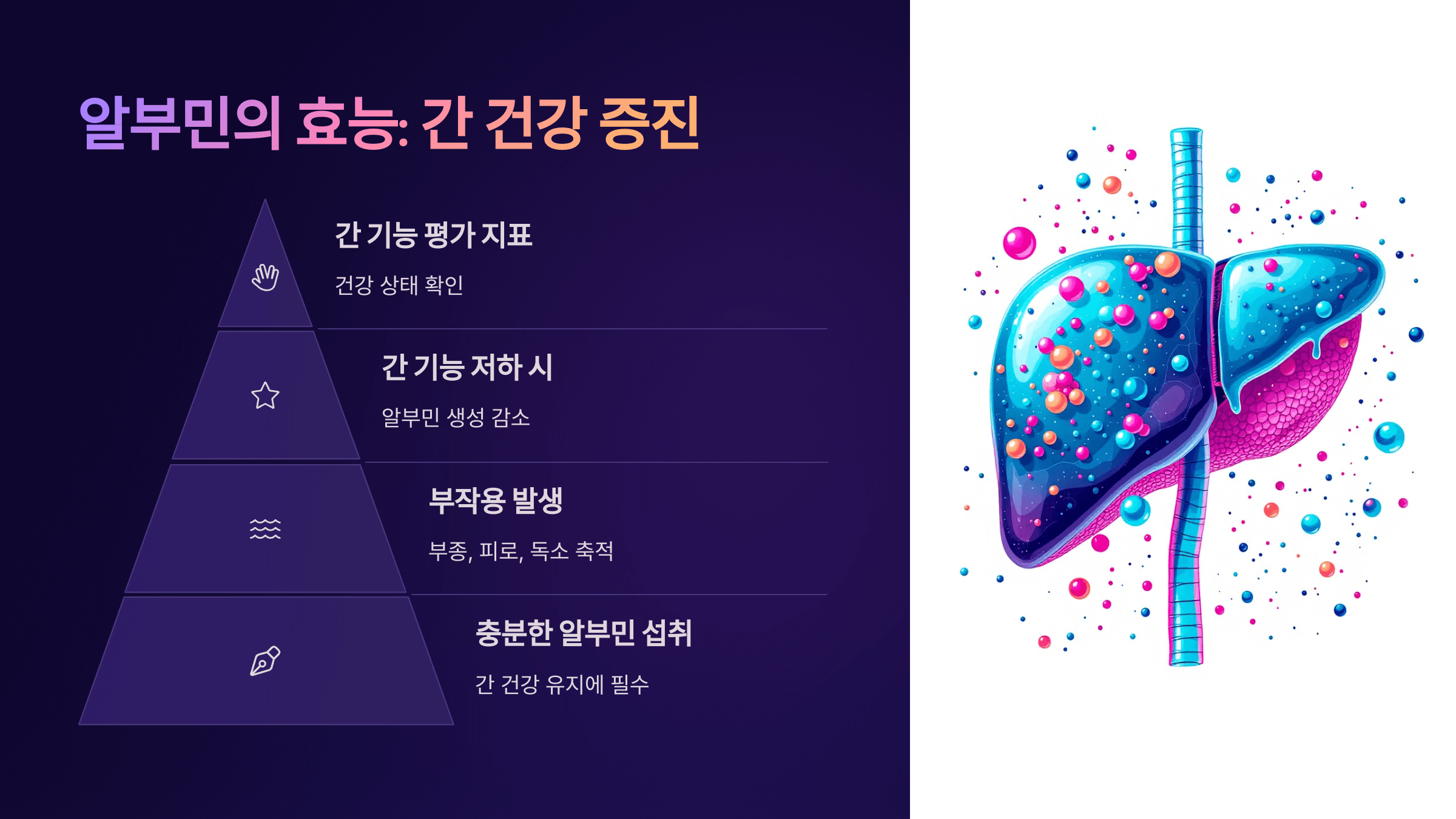 알부민과 관련된 사진입니다.