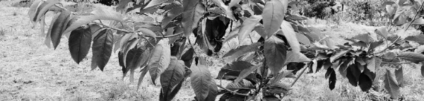 가을 묘목 심는 시기: 11월 중순 ~ 12월 초순