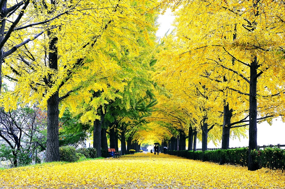 아산 곡교천 은행나무길 단풍