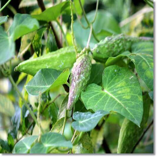 박주가리 효능 및 활성 성분 먹는 법과 주의점