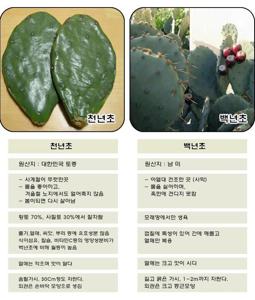 천년초 열매