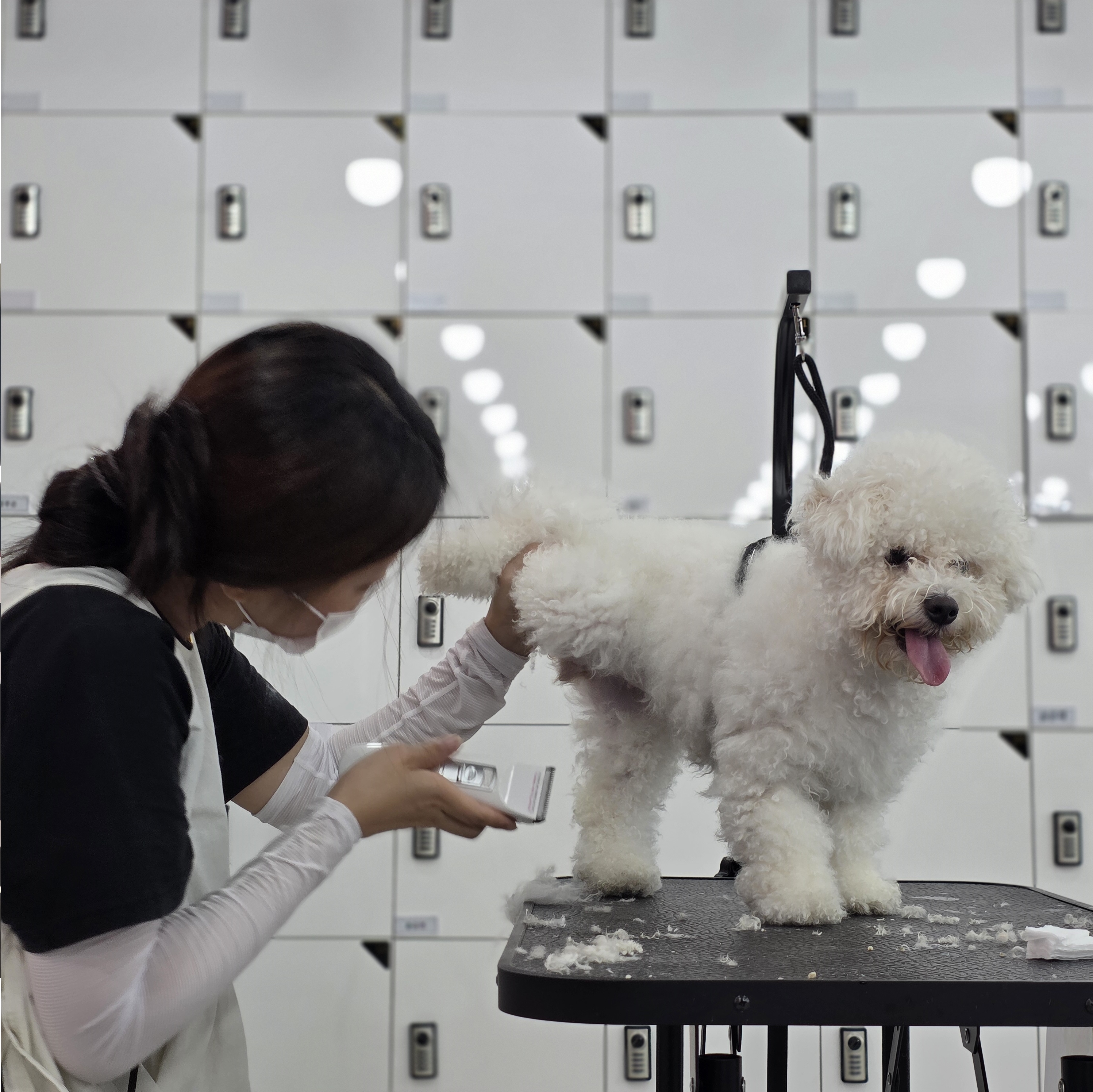 대전 유성구애견미용학원