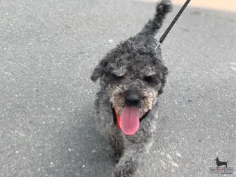 강아지 오래사는 신장관리 비법 생활습관_23