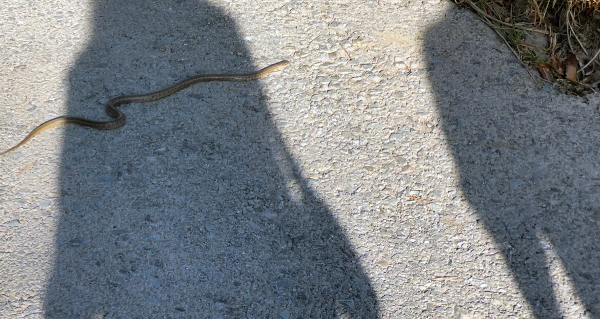 등산로의 뱀사진