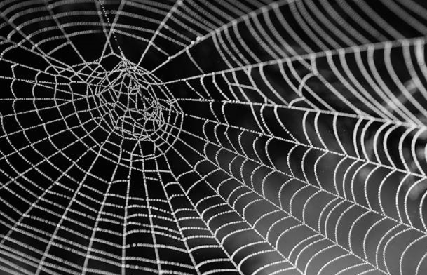 거미의 관점에서 설계된 도시 비인간 사용자 경험 디자인