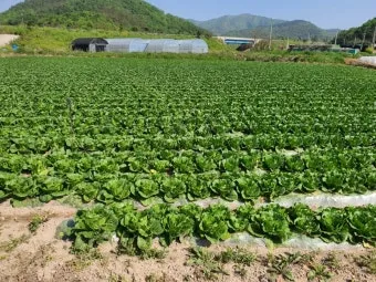 쌈배추 재배 속 차게 키우기 시비 타이밍 통풍 관리_29