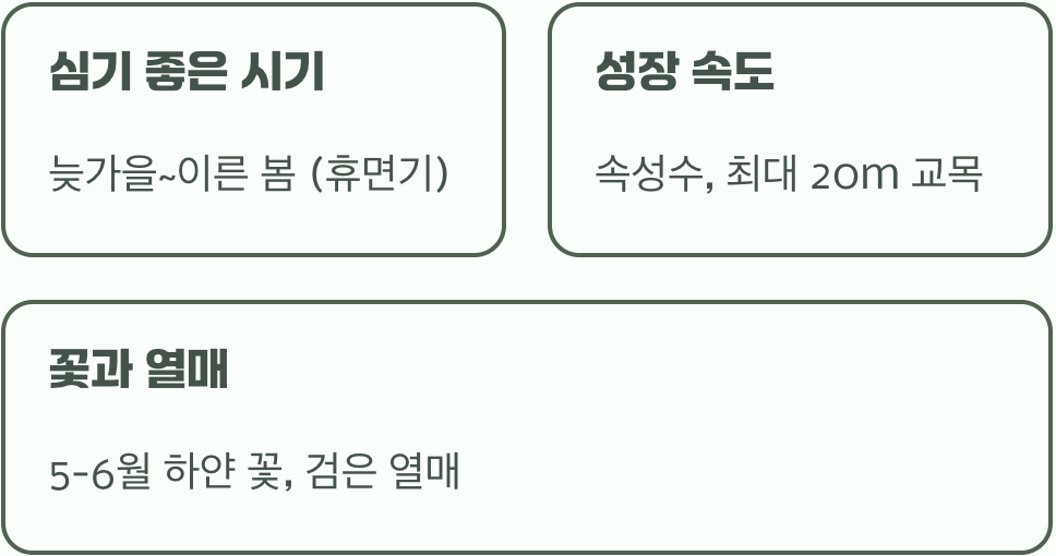 층층나무 묘목 키우기 A to Z (묘목 심기부터 관리까지)