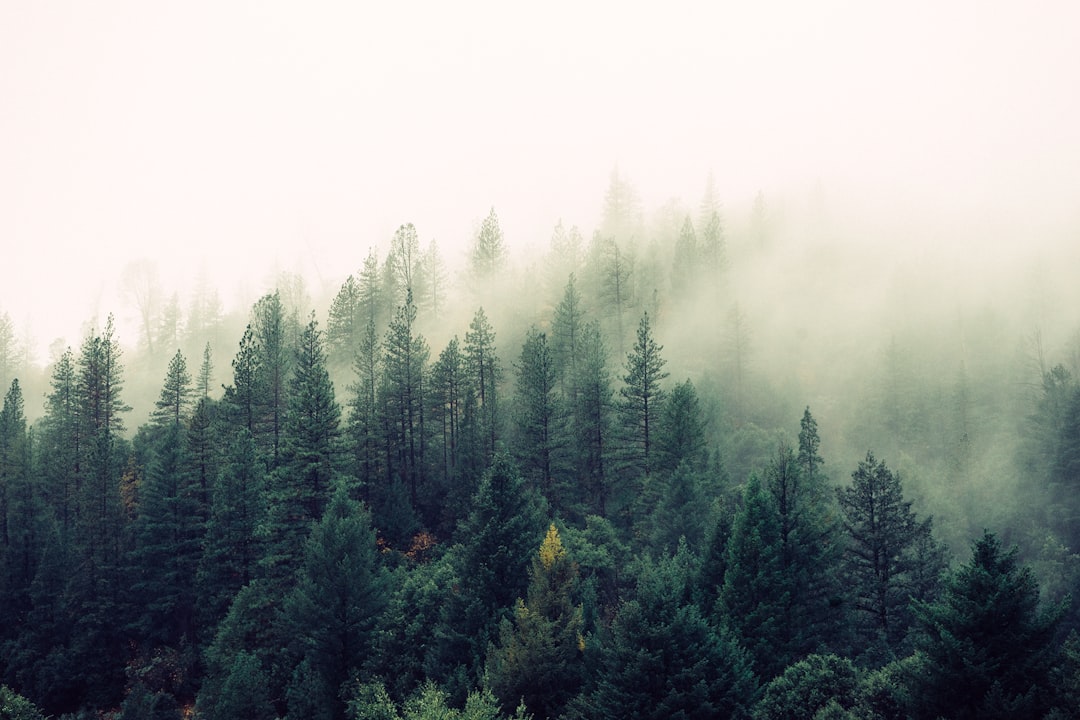 Forest.