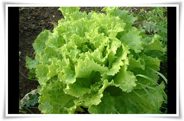 8월에 심기 좋은 텃밭 작물, 풍성한 수확을 위한 최고의 작물 추천