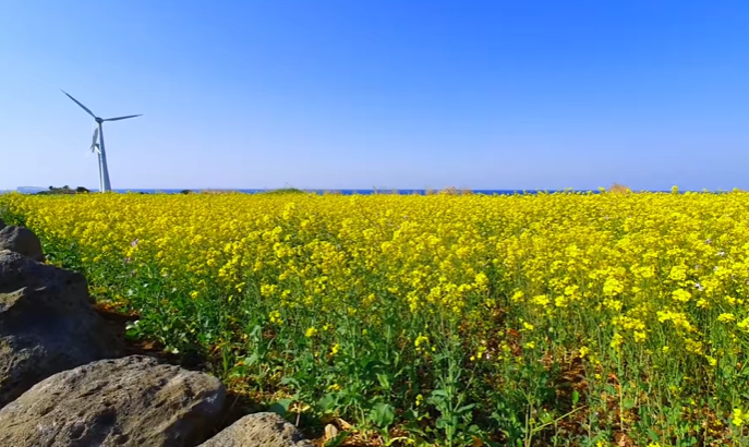 국내 봄 여행지