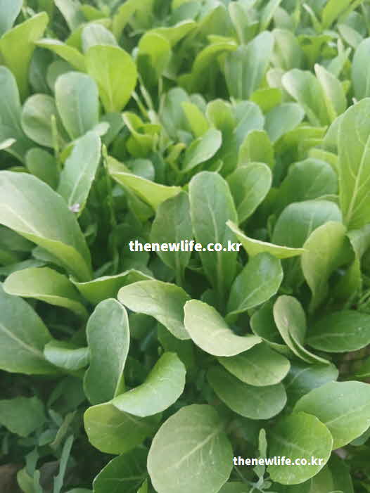 유채 나물 효능 변비 개선 식이섬유