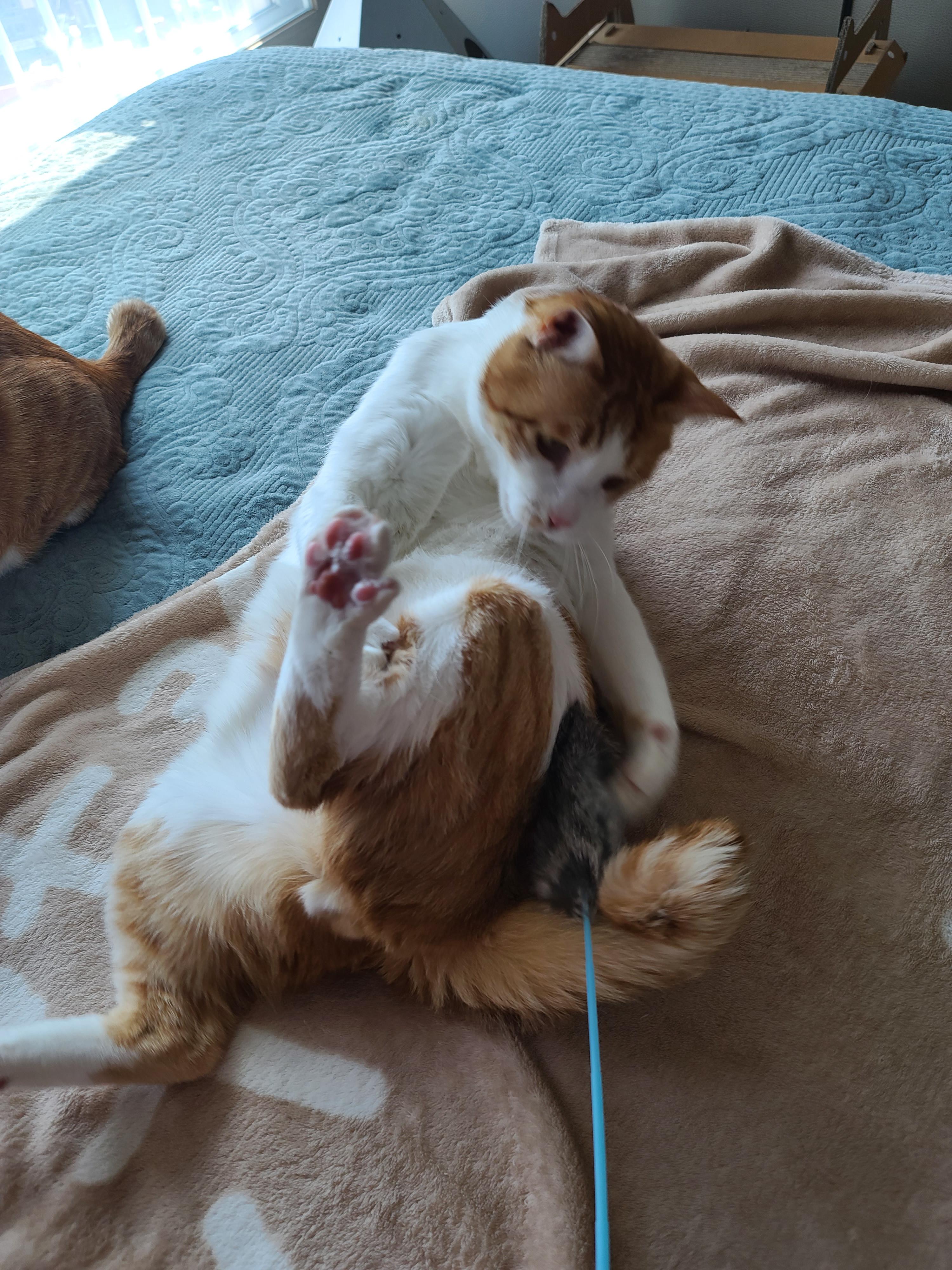 일요일 아침. 봄햇살에 기분이 좋은 고양이들.