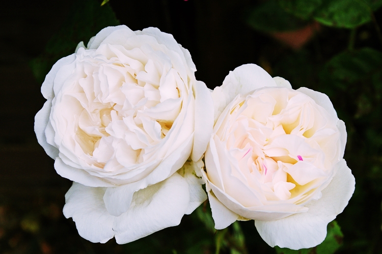 새하얀 윈체스터 대성당 장미