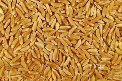 그레이온 골드카무트효소