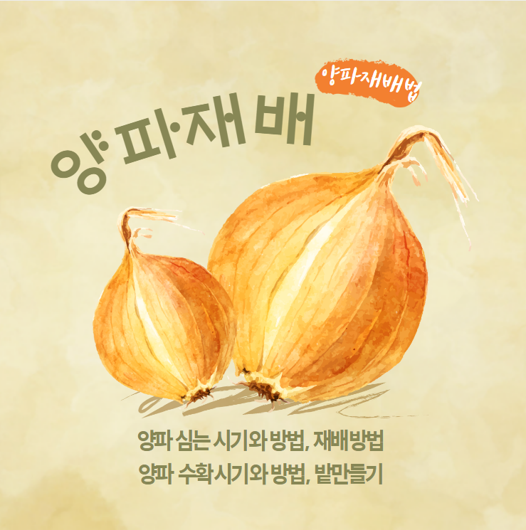 양파재배