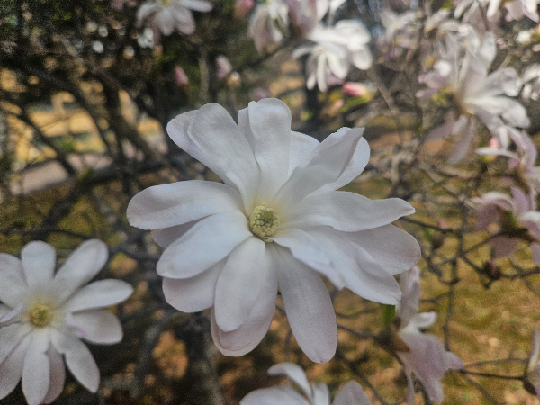 별목련 꽃