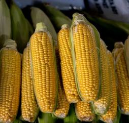 백내장에 좋은 음식 영양제 식단