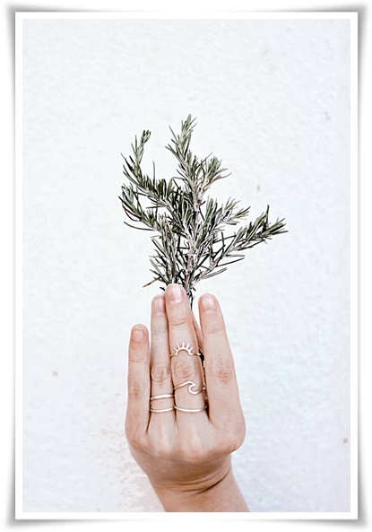 화초 "로즈마리" 집 안 공기를 정화하는 향기로운 반려식물!