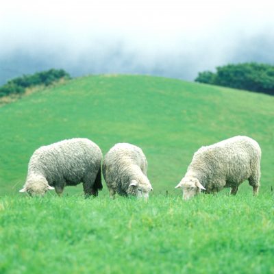 대관령 양떼목장