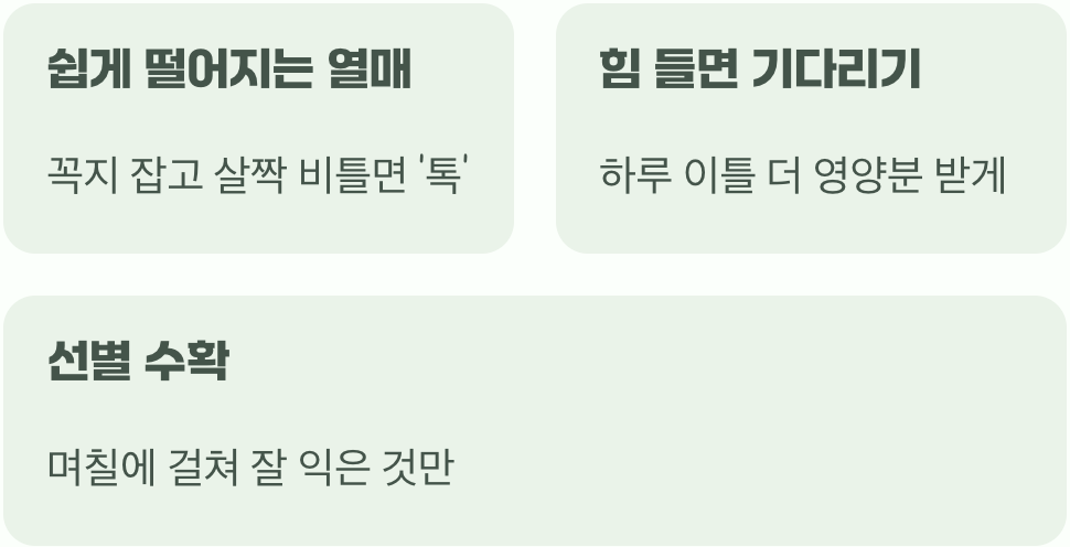 완벽한 마무리를 위한 수확법