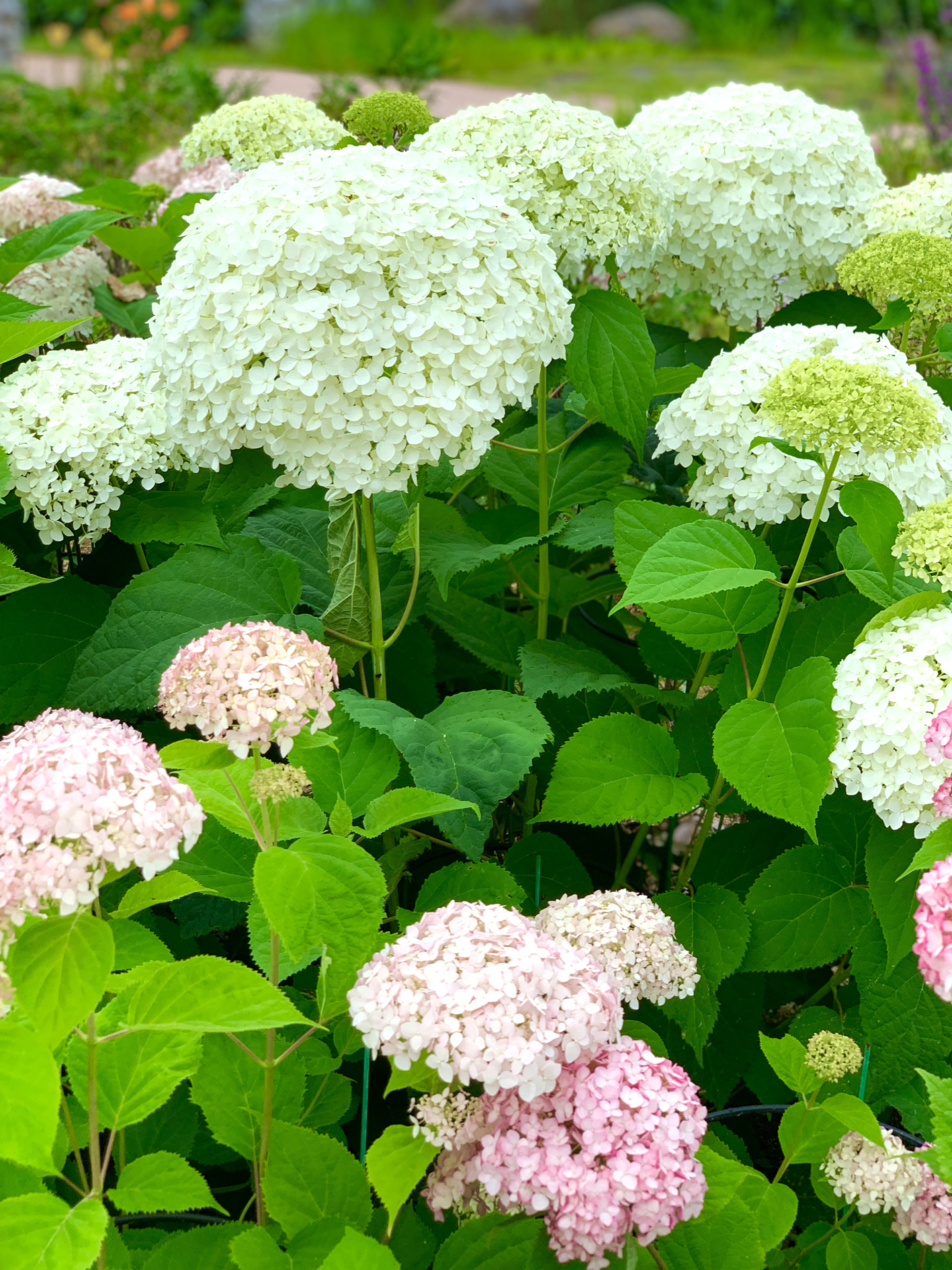 구미다온숲 수국핀 모습입니다.