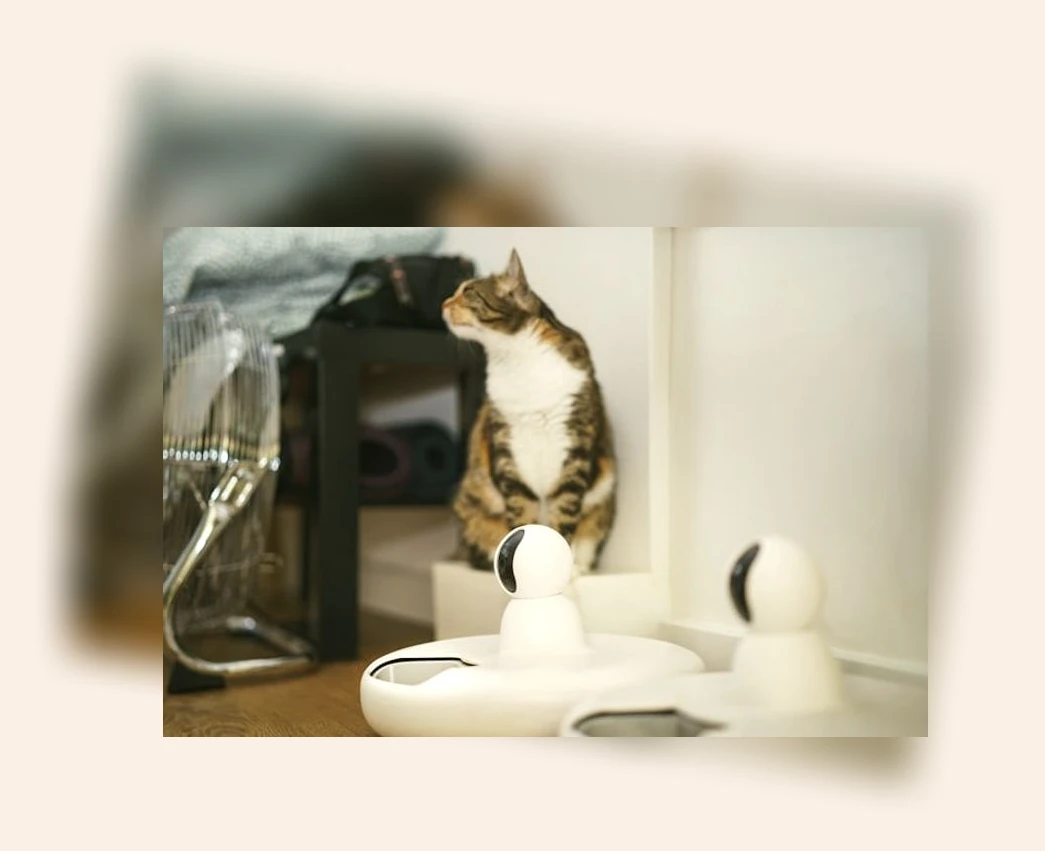 고양이 건강 관리_2_subsection