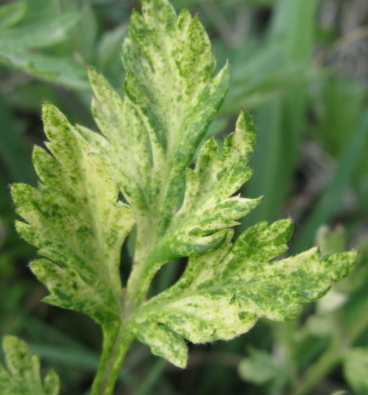 쑥 효능 부작용 칼로리 요리