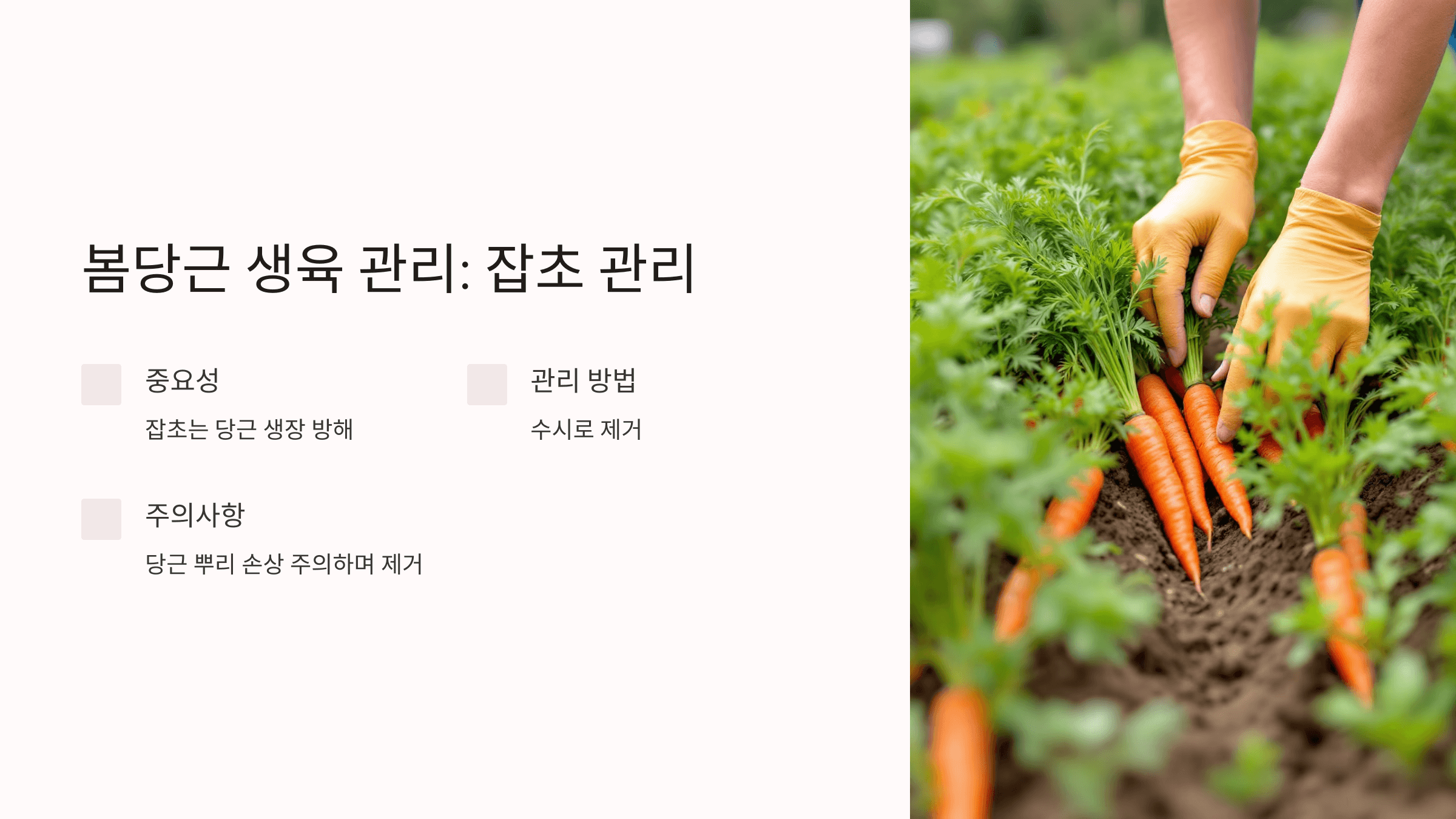 당근 사진입니다.