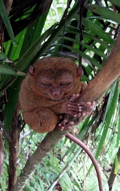 필리핀 보홀 자유여행 필수 투어 코스 액티비티 여행