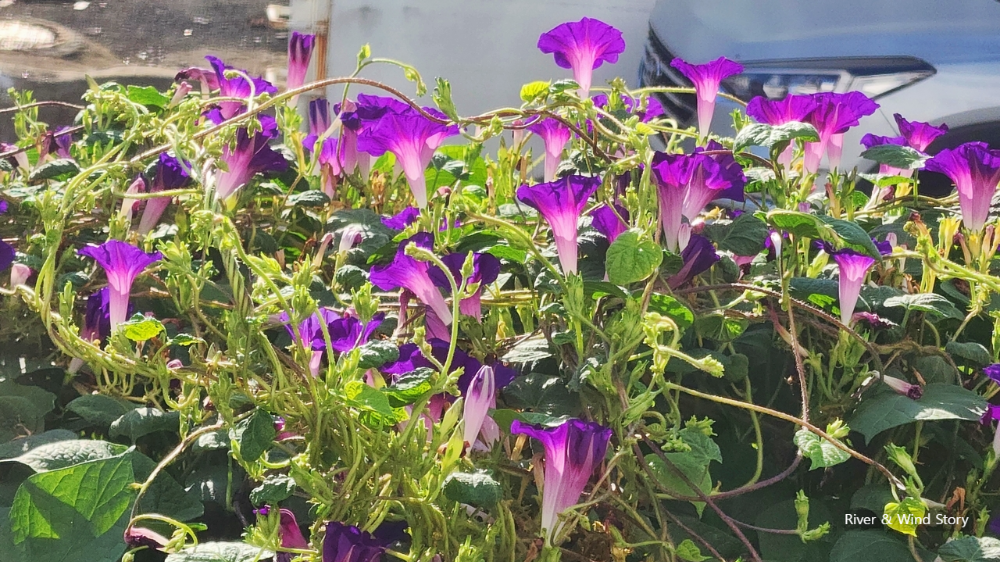 보라빛 나팔꽃 Morning Glory