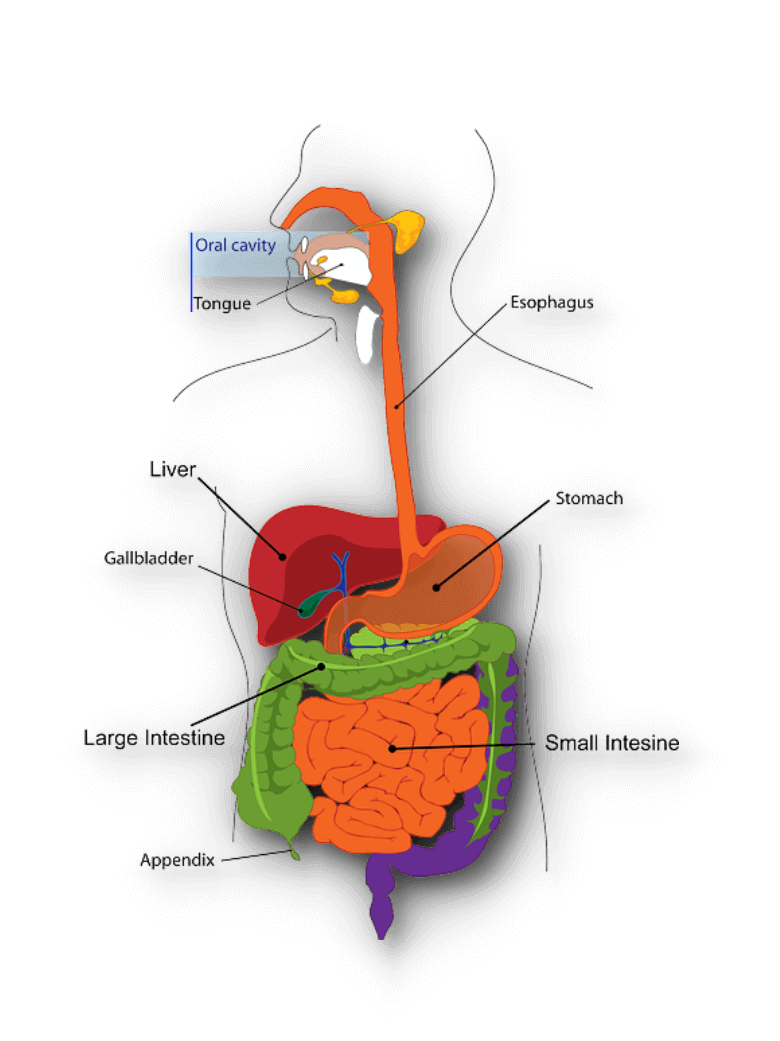 appendix
