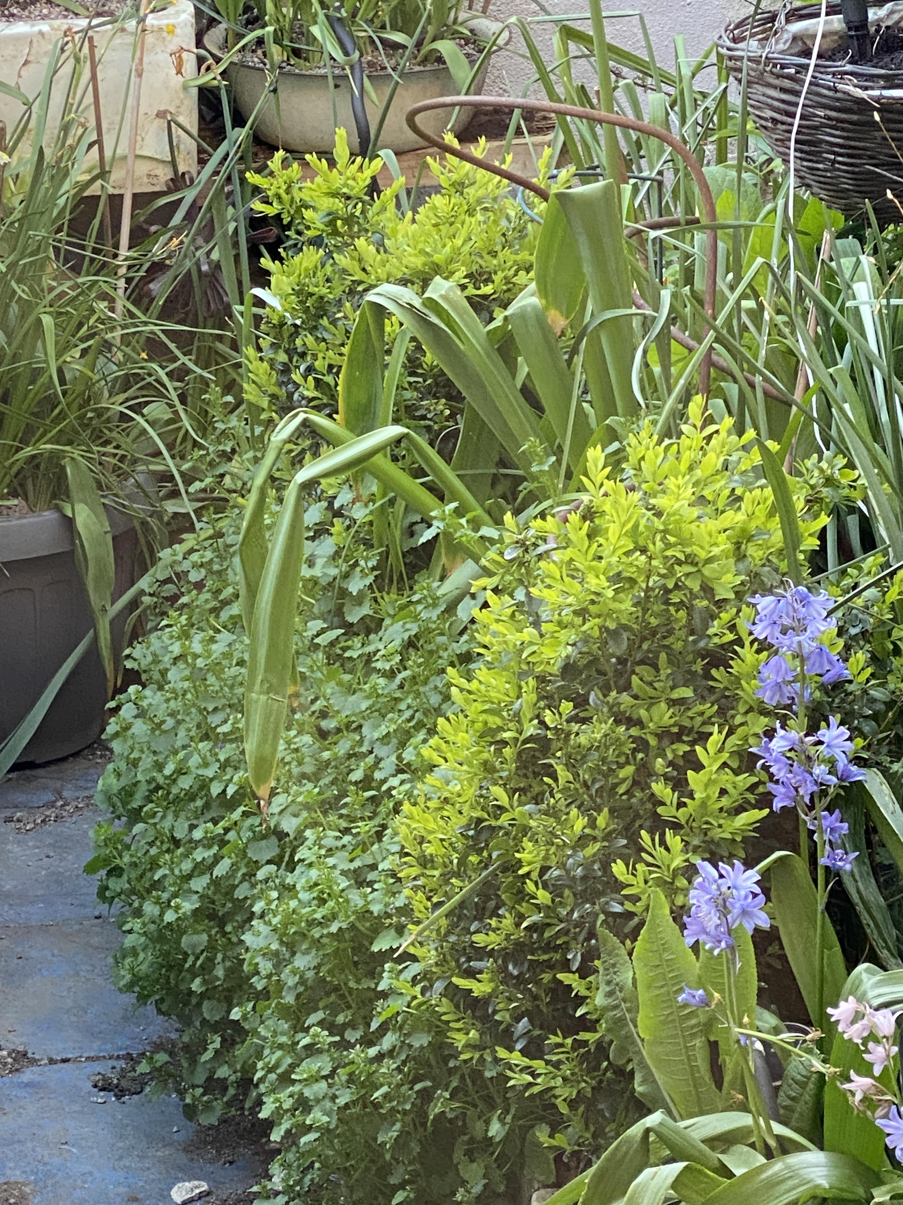 에어비앤비 뒷마당