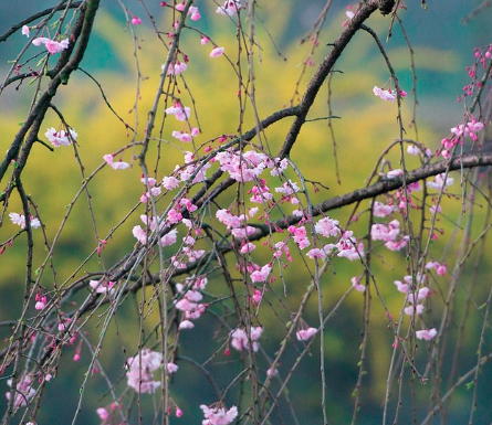 전국 벚꽃 축제 일정 총정리