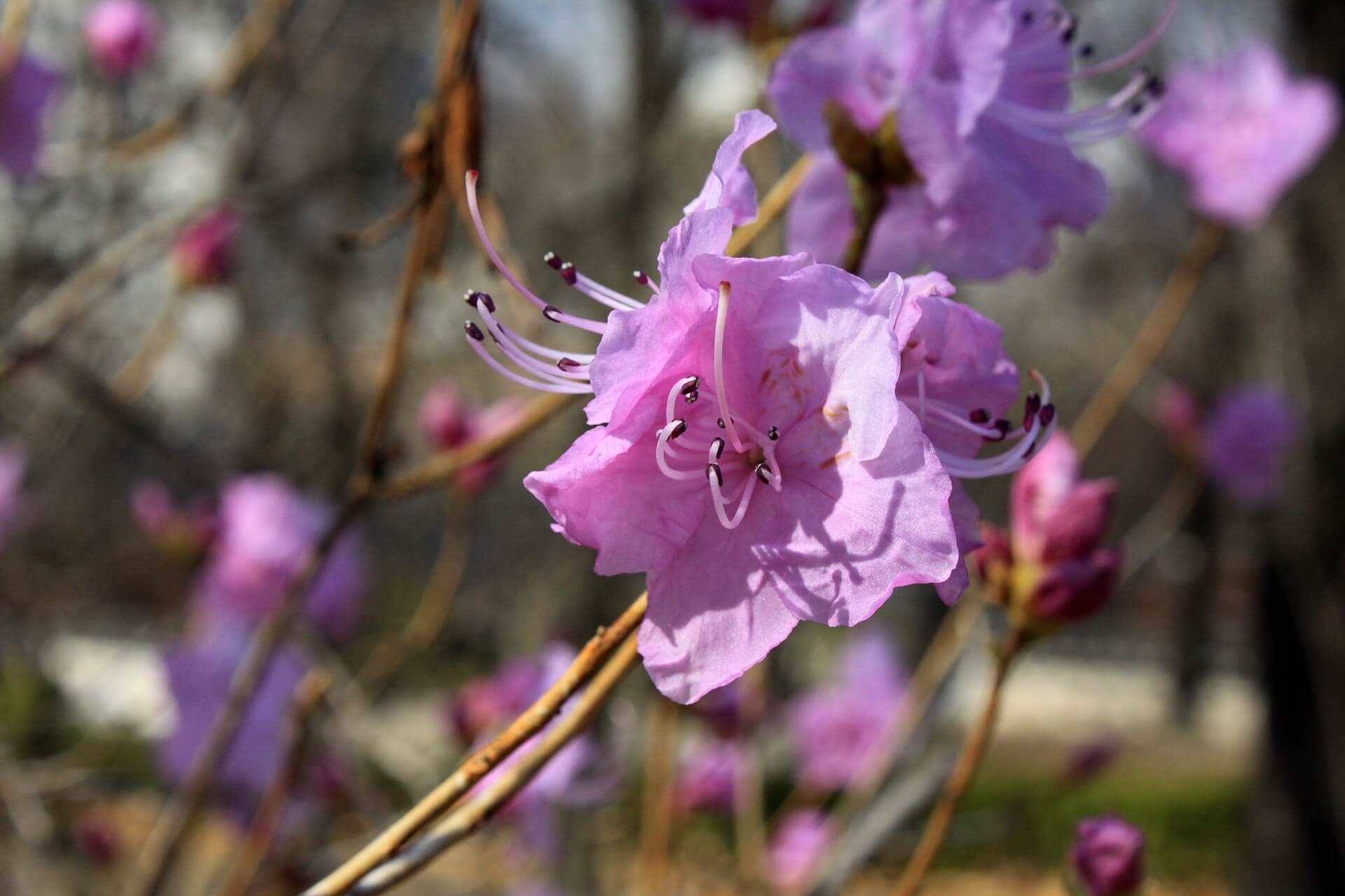 철쭉과 영산홍의 차이