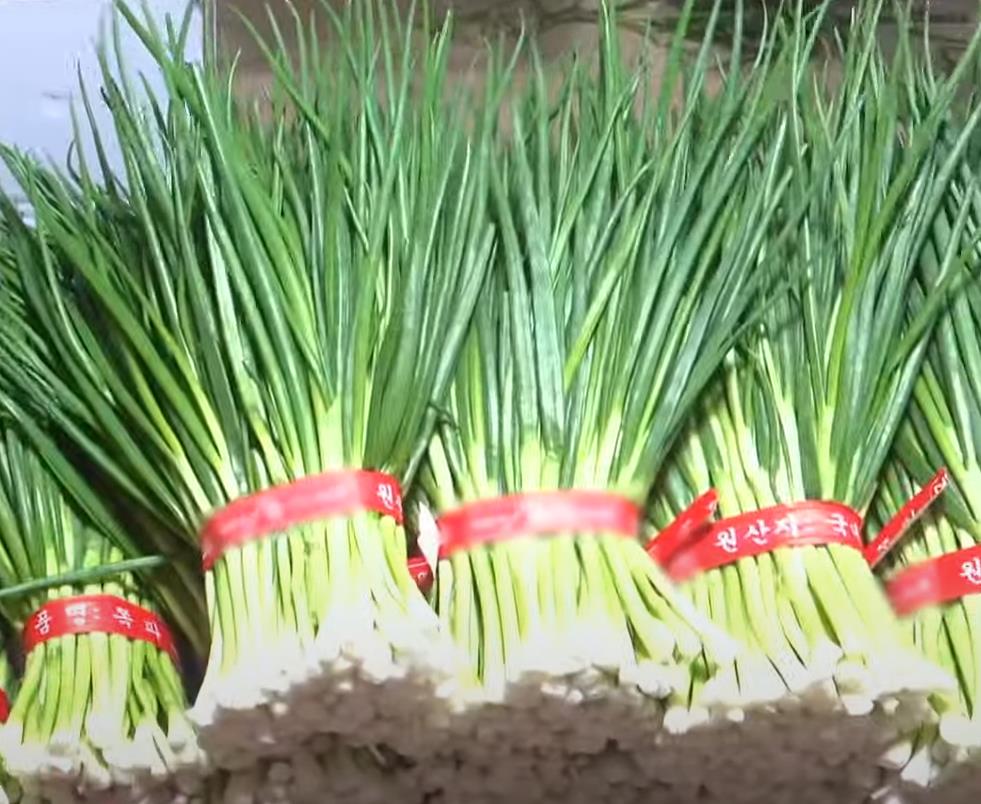 단으로 묶여진 6시내고향 보성 쪽파