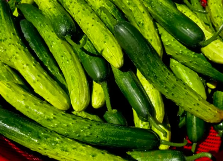 물 없이 오이지 담그는법