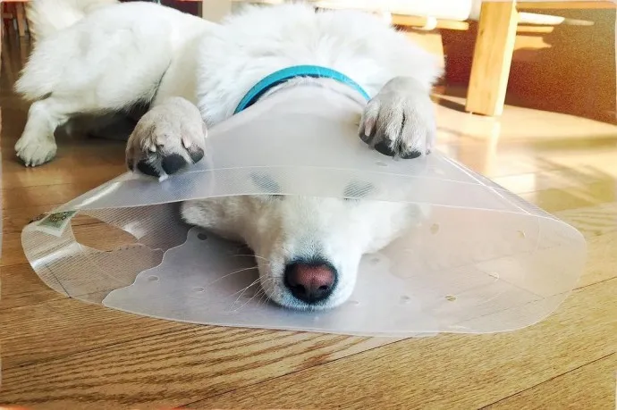 강아지 백내장 수술비용 현실 증상 예방법 보호자 가이드 정리_5