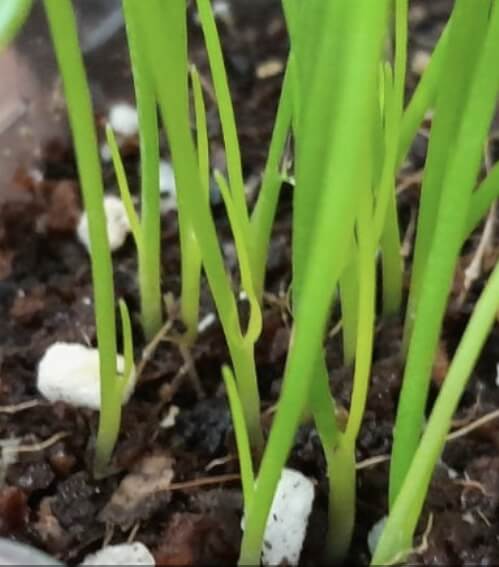 3월 파종작물&amp;#44; 심는작물 총정리