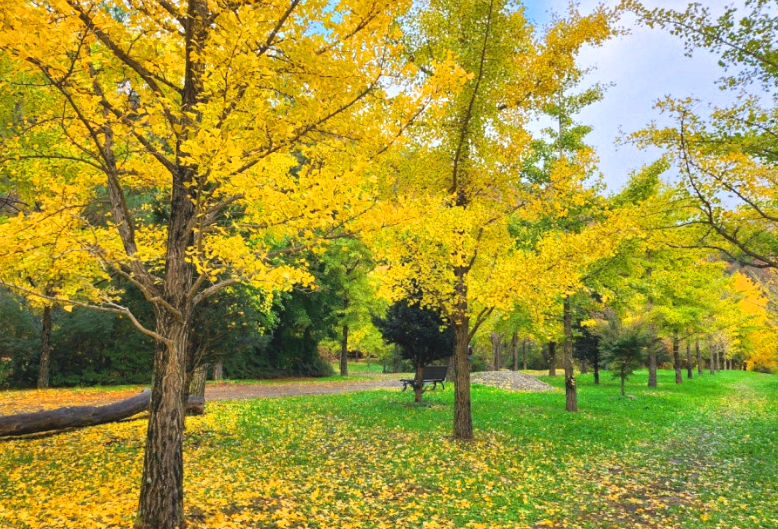 노란빛을 물드는 은행나무