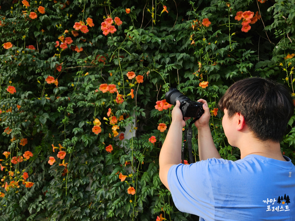 뚝섬 능소화 출사