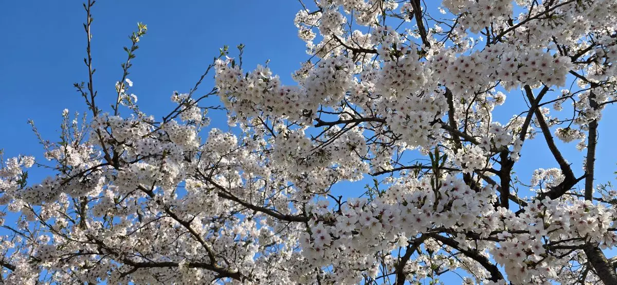 벚꽃으로 유명한 곳 알아보기