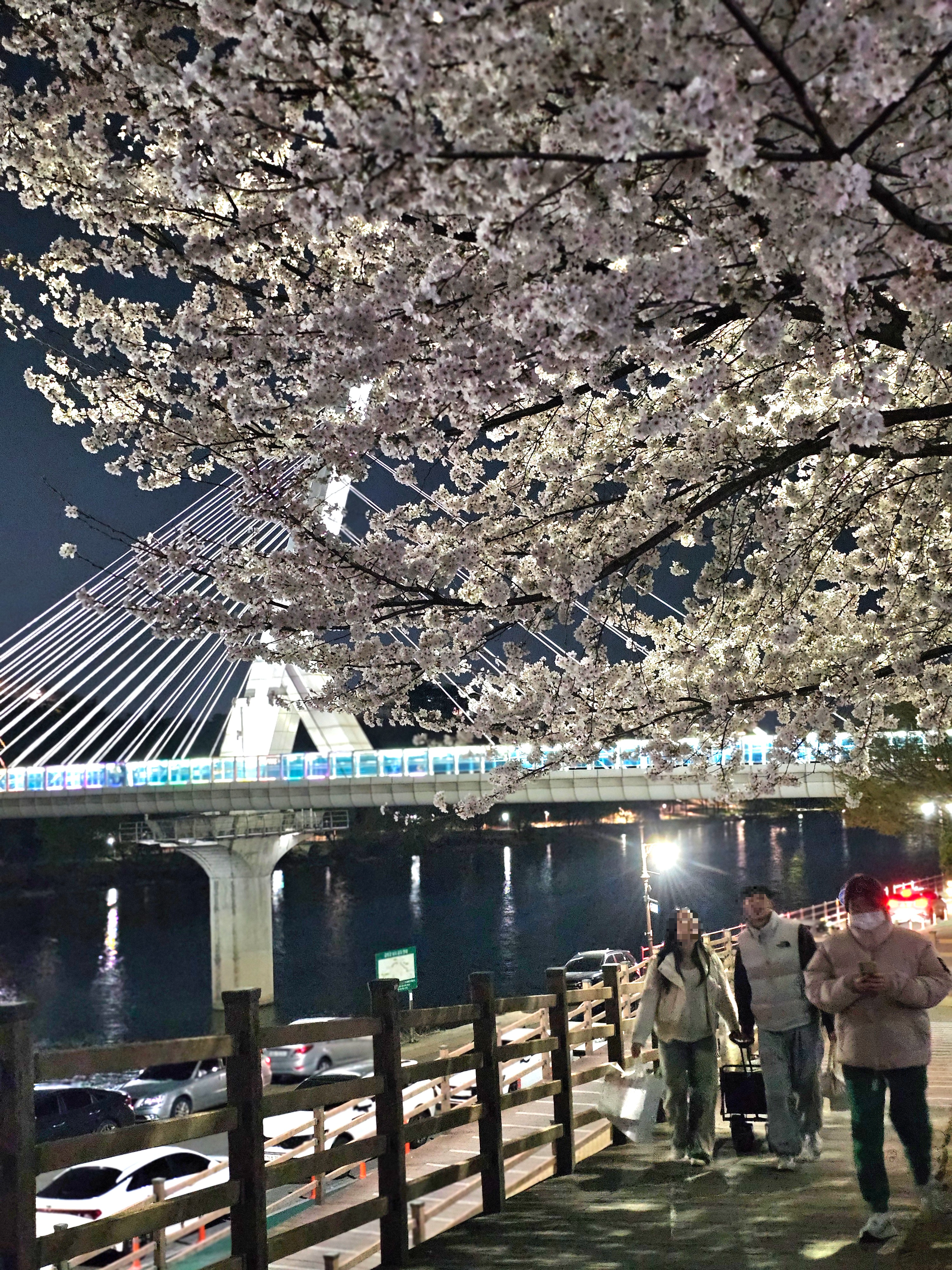 동촌유원지 벚꽃